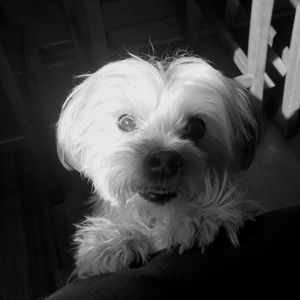 Meet your Posher, Manmanette